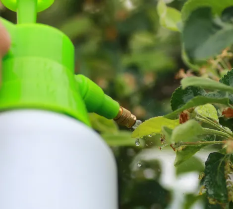 Home Plant Health Care & Disease Management