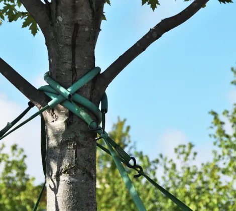 Home Tree Cabling & Bracing