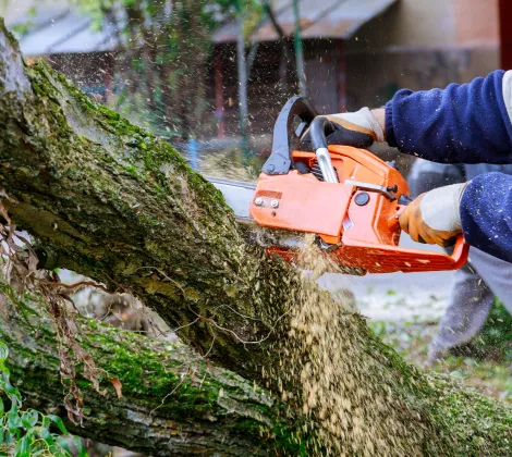 Home Tree Removal