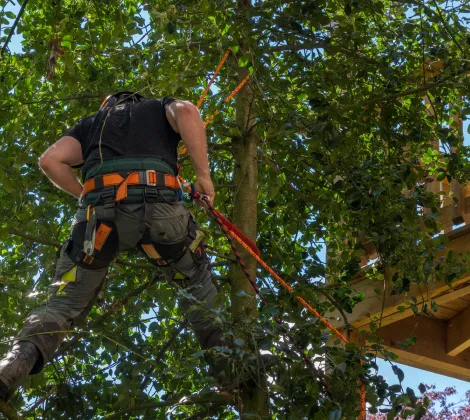 Home Tree Trimming & Pruning