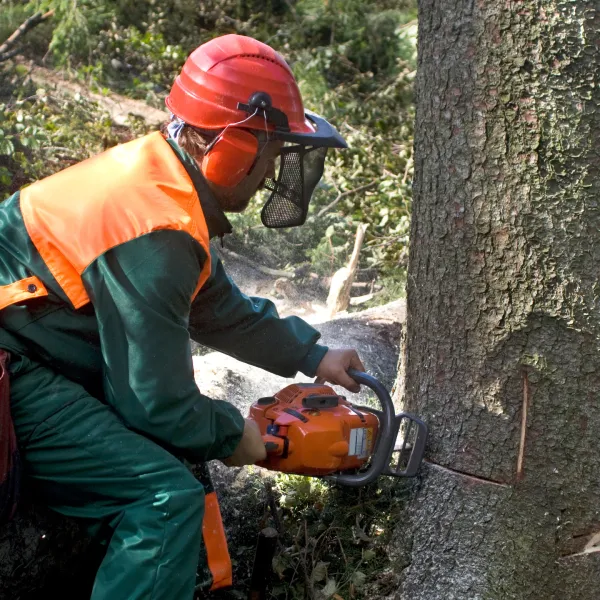 Ongoing tree removal services