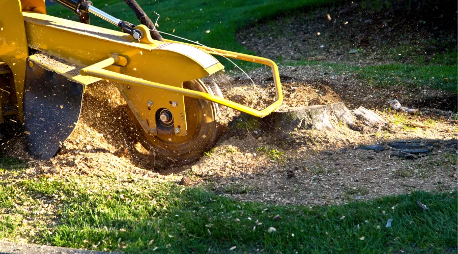 Stump Grinding & Removal