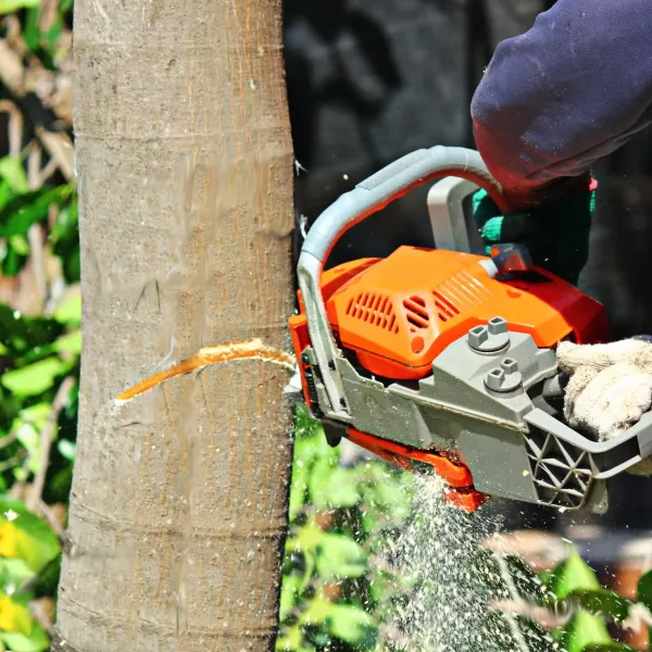 ongoing tree care services